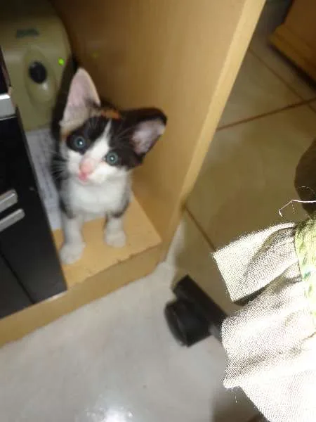 Gato ra a não definida idade Abaixo de 2 meses nome sem nome definido