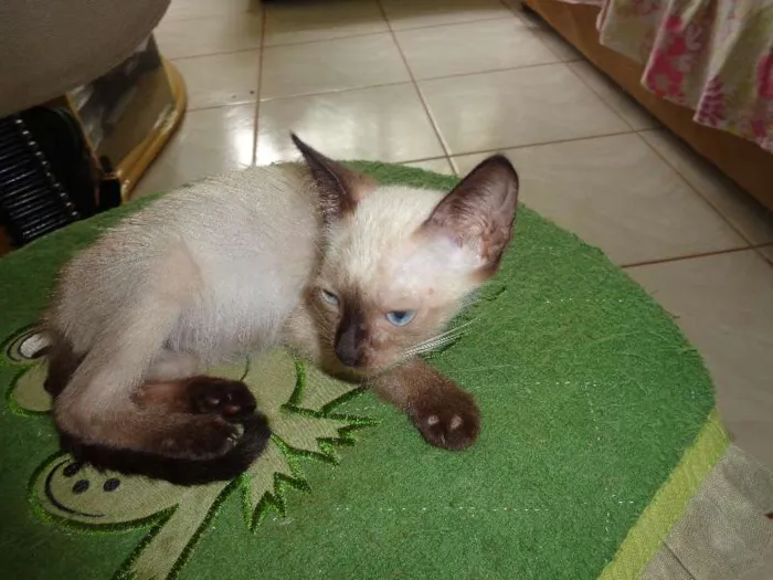 Gato ra a não definida idade Abaixo de 2 meses nome sem nome definido