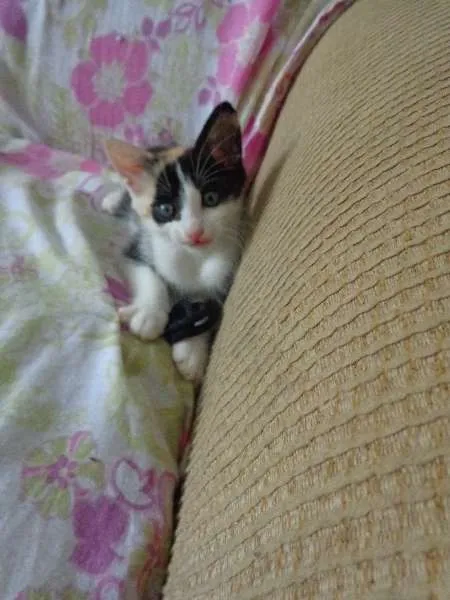Gato ra a não definida idade Abaixo de 2 meses nome sem nome definido
