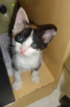 Gato ra a não definida idade Abaixo de 2 meses nome sem nome definido