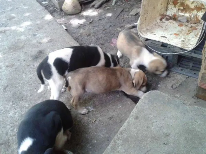 Cachorro ra a  idade Abaixo de 2 meses nome ADOÇÃO