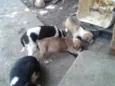 ADOÇÃO