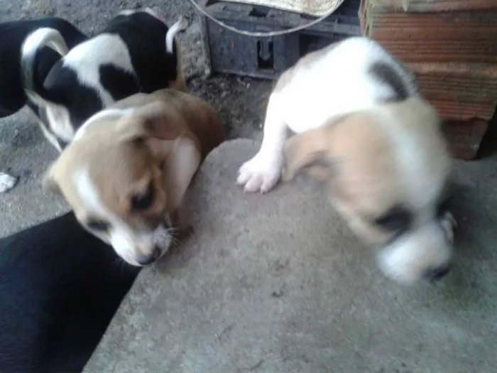 Cachorro ra a  idade Abaixo de 2 meses nome ADOÇÃO