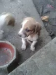 ADOÇÃO
