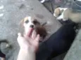 ADOÇÃO