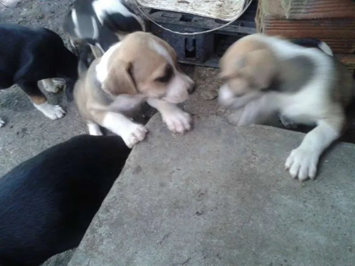 Cachorro ra a  idade Abaixo de 2 meses nome ADOÇÃO