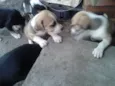 ADOÇÃO