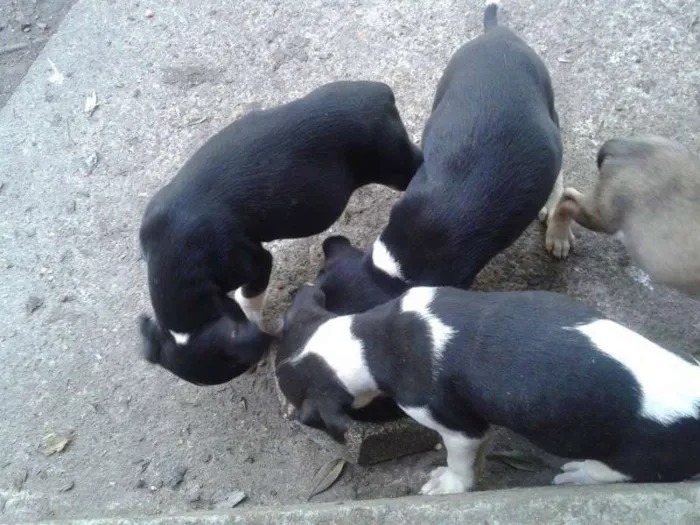 Cachorro ra a  idade Abaixo de 2 meses nome ADOÇÃO