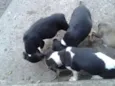 ADOÇÃO