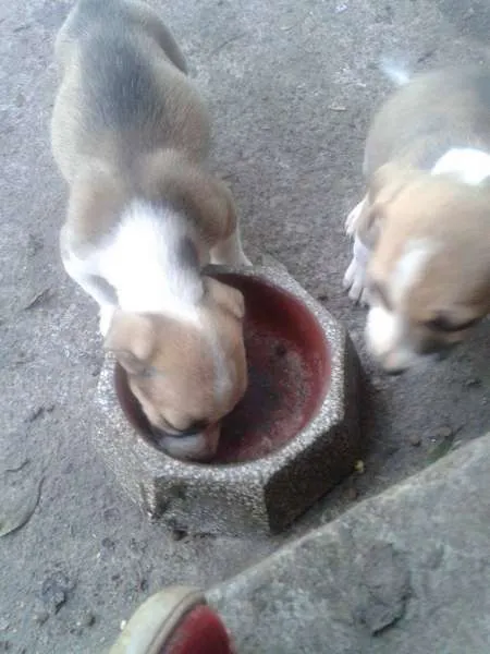 Cachorro ra a  idade Abaixo de 2 meses nome ADOÇÃO