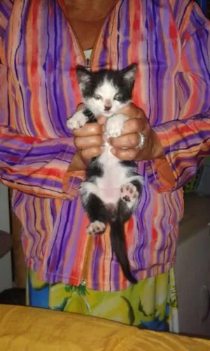 Gato raça SRD idade 2 a 6 meses nome Frajolinha 
