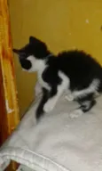 Frajolinha