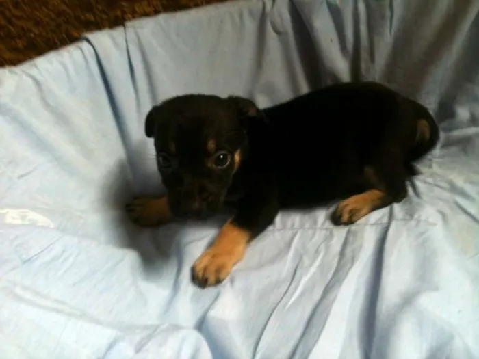 Cachorro ra a SRD idade Abaixo de 2 meses nome Eugenio