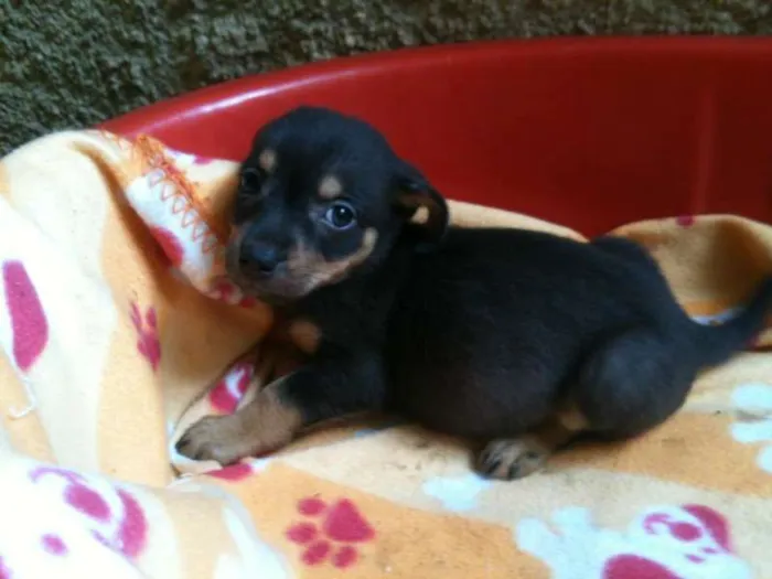 Cachorro ra a SRD idade Abaixo de 2 meses nome Vivi