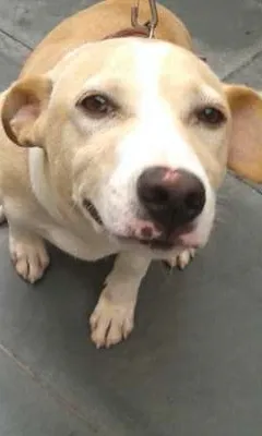 Cachorro raça SRD idade 2 a 6 meses nome Nina