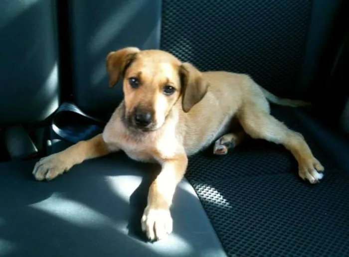 Cachorro ra a SRD idade 2 a 6 meses nome Sabrina