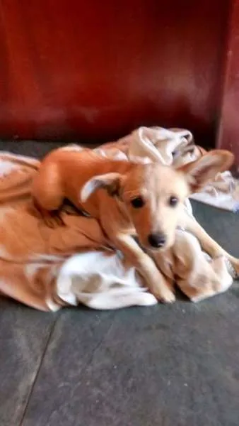 Cachorro ra a SRD idade 2 a 6 meses nome Clara