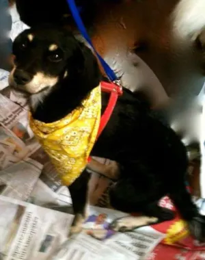 Cachorro raça SRD idade 7 a 11 meses nome Dora