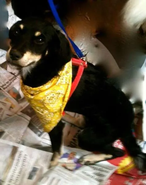 Cachorro ra a SRD idade 7 a 11 meses nome Dora