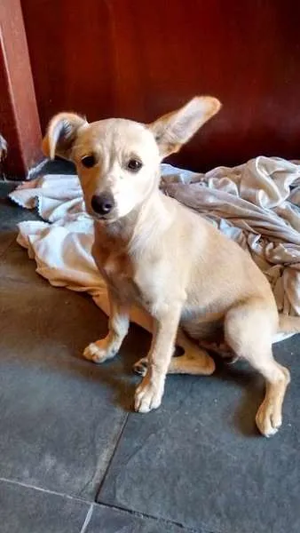 Cachorro ra a SRD idade 2 a 6 meses nome Clara