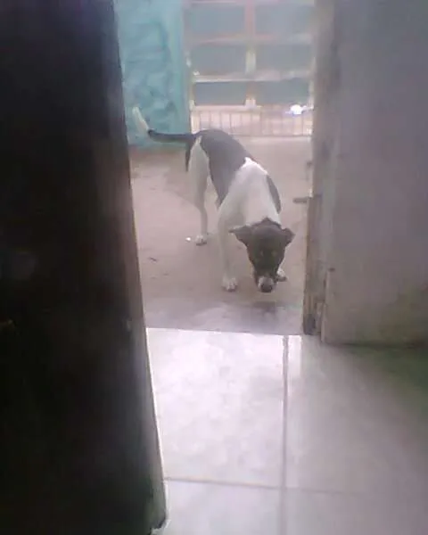 Cachorro ra a  idade 1 ano nome Joaninha