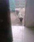 Joaninha