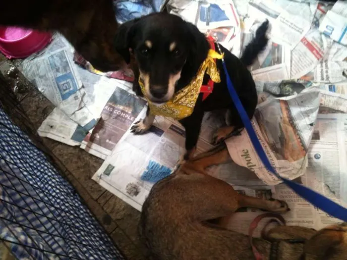 Cachorro ra a SRD idade 7 a 11 meses nome Dora