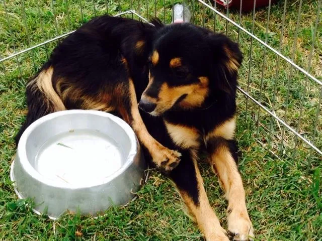 Cachorro ra a SRD idade 7 a 11 meses nome Zé Pedro