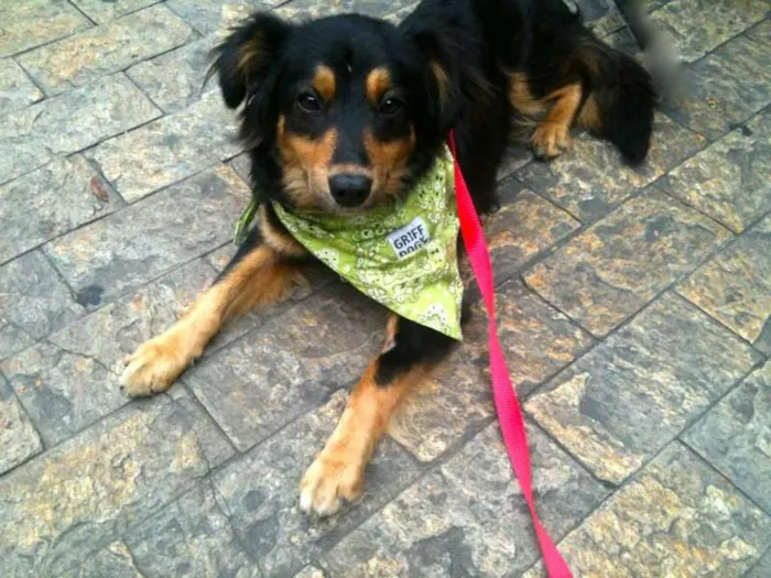 Cachorro ra a SRD idade 7 a 11 meses nome Zé Pedro