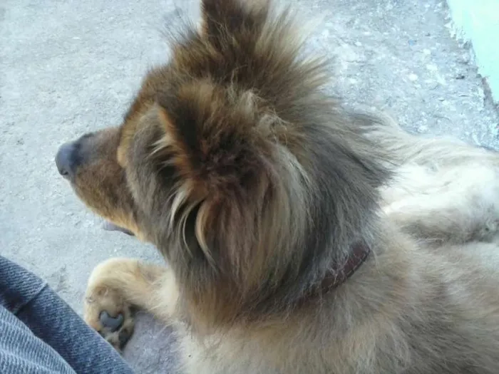 Cachorro raça whou whou idade 3 anos nome Leão