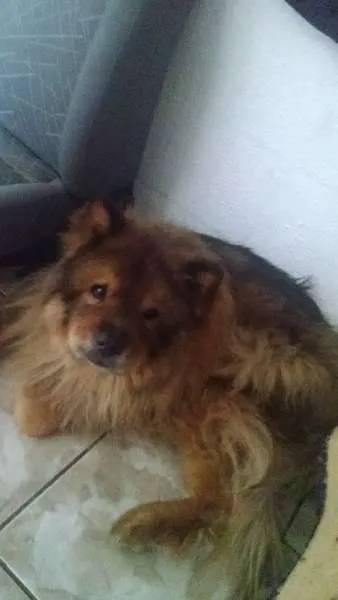 Cachorro raça whou whou idade 3 anos nome Leão