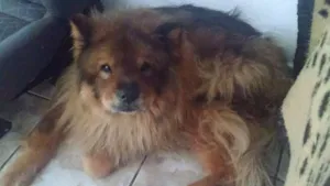 Cachorro raça whou whou idade 3 anos nome Leão