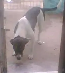 Cachorro ra a  idade 1 ano nome Joaninha