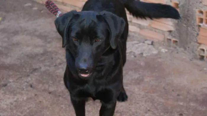 Cachorro raça Labrador idade 4 anos nome Skype