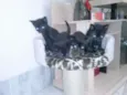 gatinho