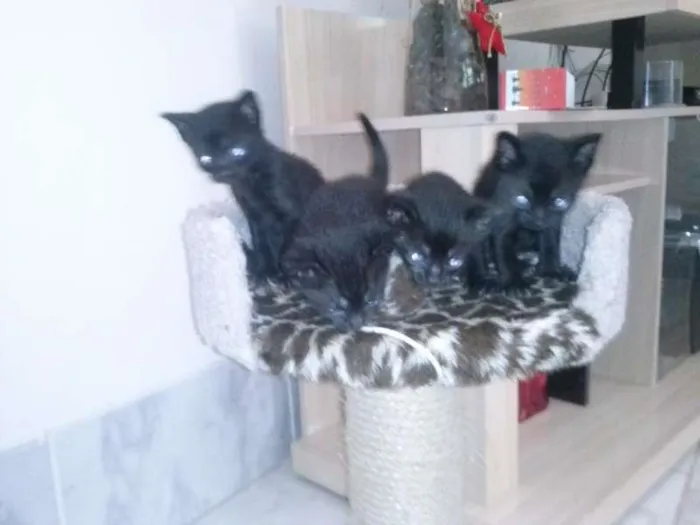 Gato ra a vira-lata idade Abaixo de 2 meses nome gatinho