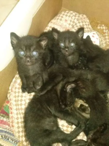 Gato ra a vira-lata idade Abaixo de 2 meses nome gatinho