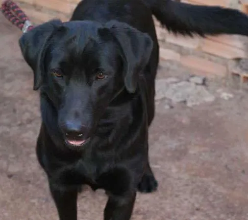 Cachorro raça Labrador idade 4 anos nome Skype
