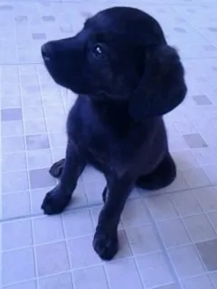 Cachorro raça SRD idade Abaixo de 2 meses nome nina e ninha