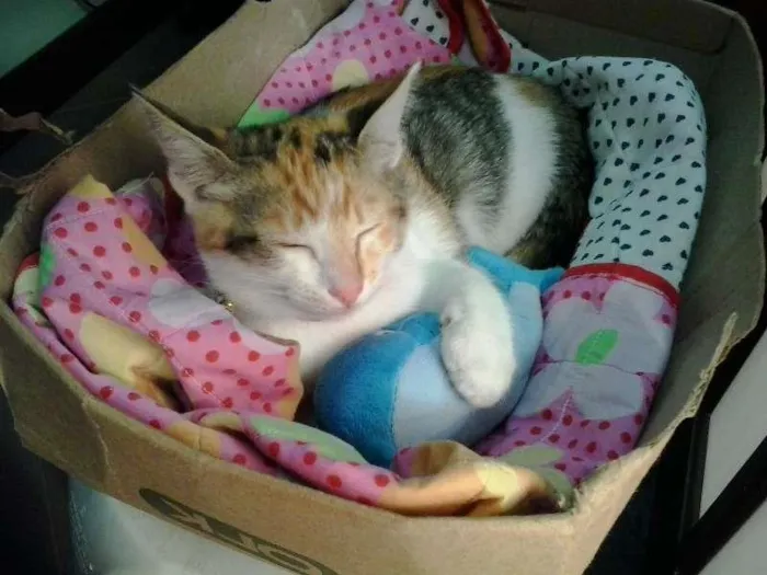 Gato ra a SRD idade 7 a 11 meses nome Ravena