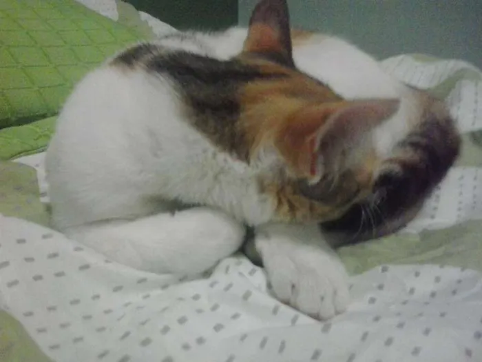 Gato ra a SRD idade 7 a 11 meses nome Ravena