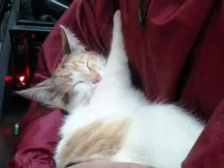 Gato ra a SRD idade 7 a 11 meses nome Ravena