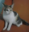 Ravena