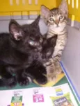 Gatinhos