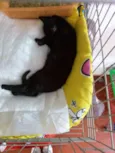Gatinhos
