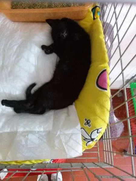 Gato ra a SRD idade 2 a 6 meses nome Gatinhos