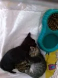 Gatinhos