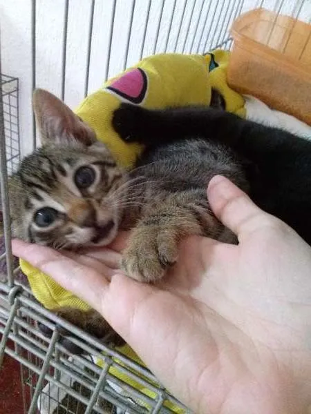 Gato ra a SRD idade 2 a 6 meses nome Gatinhos
