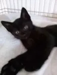 Gatinhos