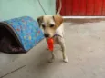 Pelado